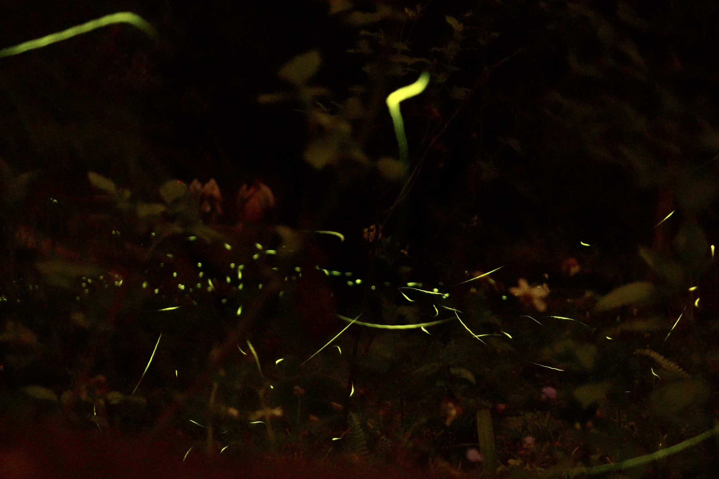 那瑪夏賞螢季登場 免費接駁串聯部落觀光